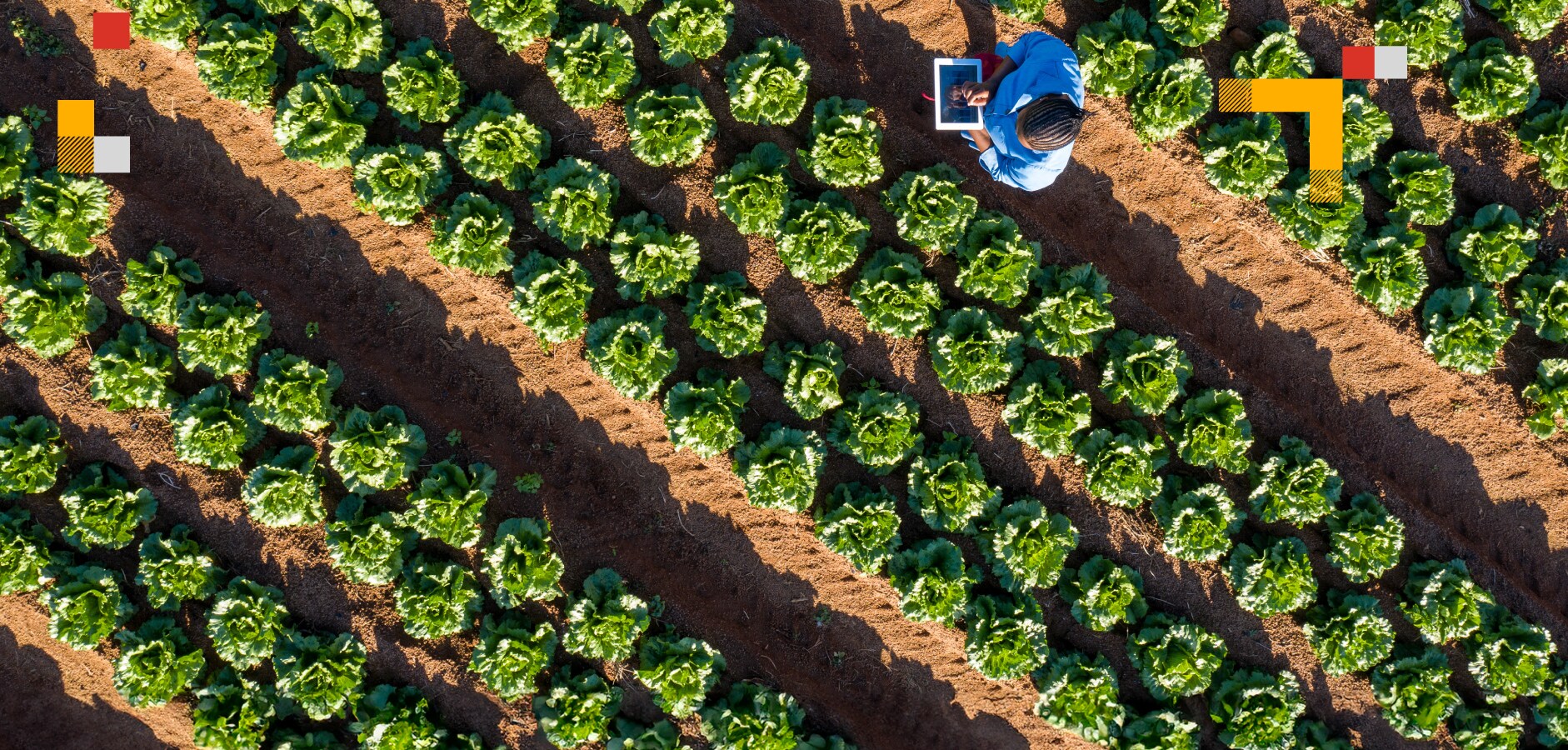 Destaques do setor do agronegócio no Brasil